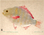 Gyotaku the Japanese art of fish printing